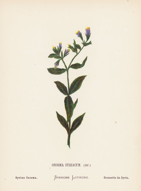 Wilde bloemen van het Heilige Land: Onosma Syriacum; Syrische Onosma door Hannah Zeller