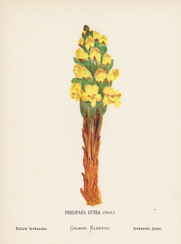 Wilde Bloemen van het Heilige Land: Phelipaea Lutea, Desf; Gele Orobanche door Hannah Zeller