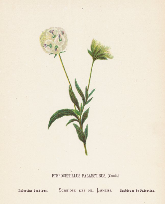 Wilde Bloemen van het Heilige Land: Pterocephalus Palaestinus, Coult; Palestijnse Scabiosa door Hannah Zeller