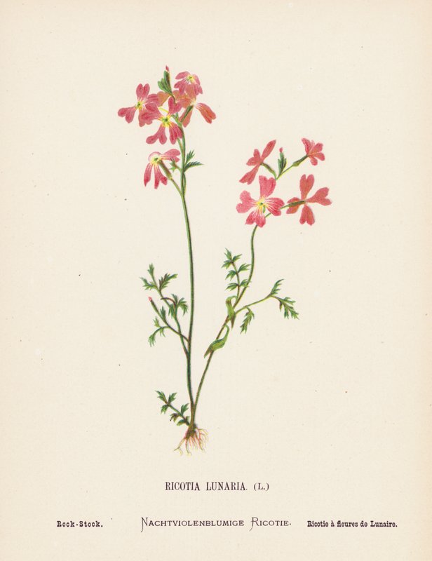 Wilde Bloemen van het Heilige Land: Ricotia Lunaria; Rots-Stock (gekleurde gravure) door Hannah Zeller
