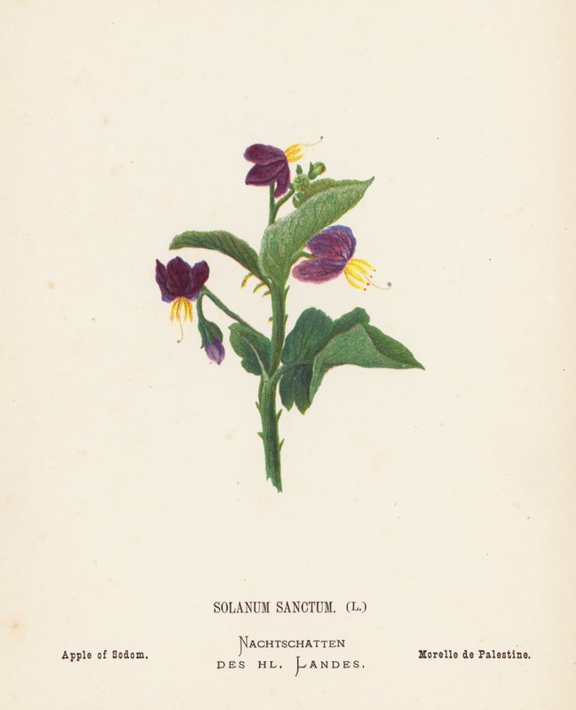 Wilde Bloemen van het Heilige Land: Solanum Sanctum; Appel van Sodom (gekleurde gravure) door Hannah Zeller