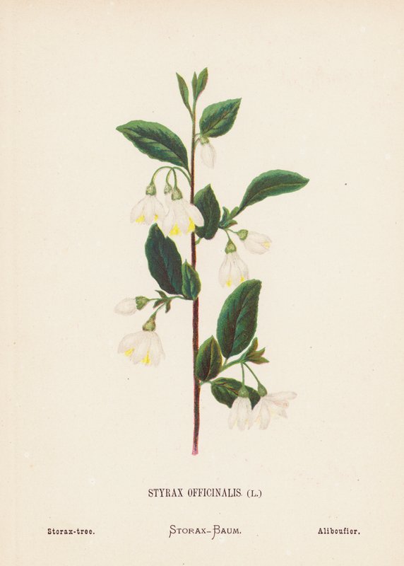 Wilde bloemen van het Heilige Land: Styrax Officinalis; Storaxboom door Hannah Zeller