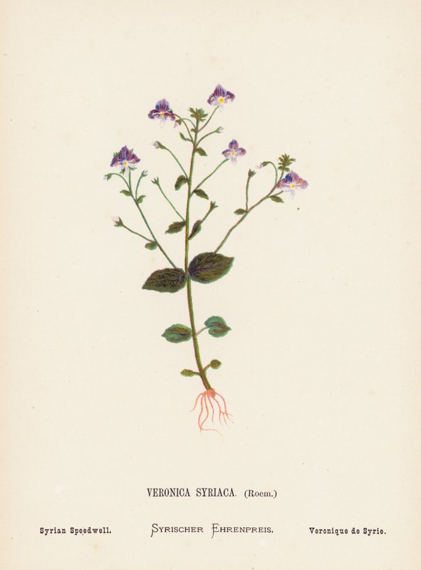 Wilde Bloemen van het Heilige Land: Veronica Syriaca, Roem; Syrische Ereprijs door Hannah Zeller