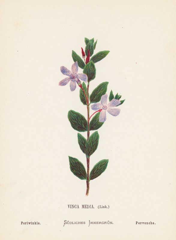 Wilde Bloemen van het Heilige Land: Vinca Media, Link; Maagdenpalm (gekleurde gravure) door Hannah Zeller