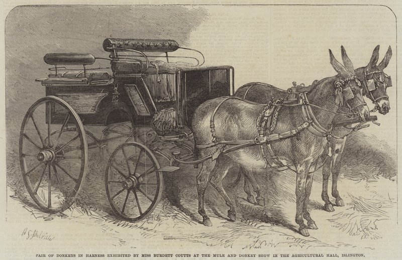 Paar Ezel in Harnas tentoongesteld door Miss Burdett Coutts op de Muilezel- en Ezelshow in de Agricultural Hall, Islington door Harden Sidney Melville