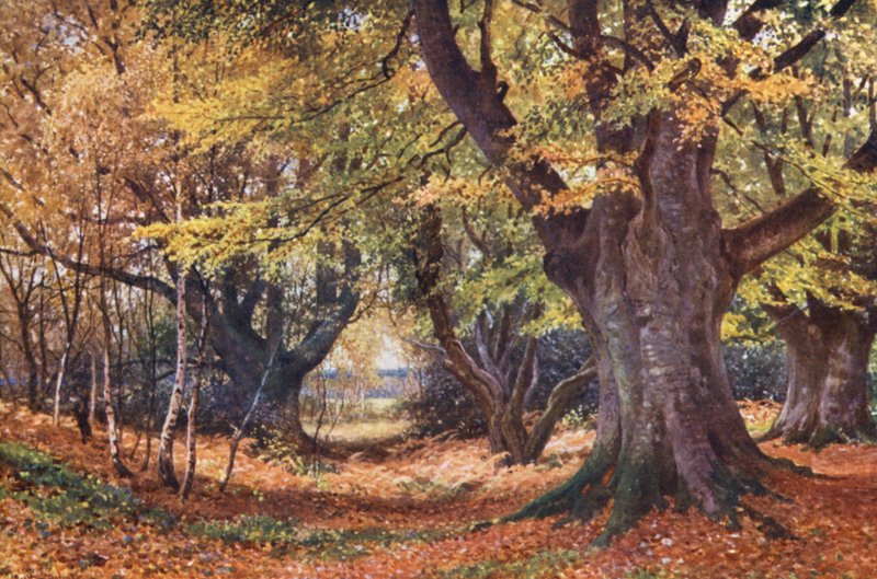 Beuken in de Herfst, nabij Godalming door Harold Sutton Palmer