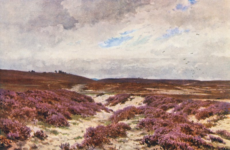 Frensham Common door Harold Sutton Palmer