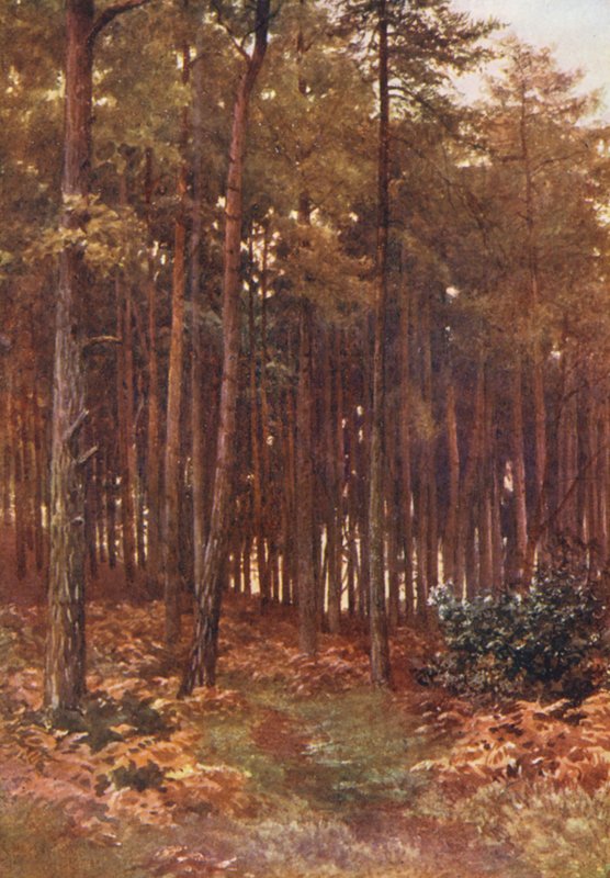 De Diepten van een Dennenbos, Ripley door Harold Sutton Palmer