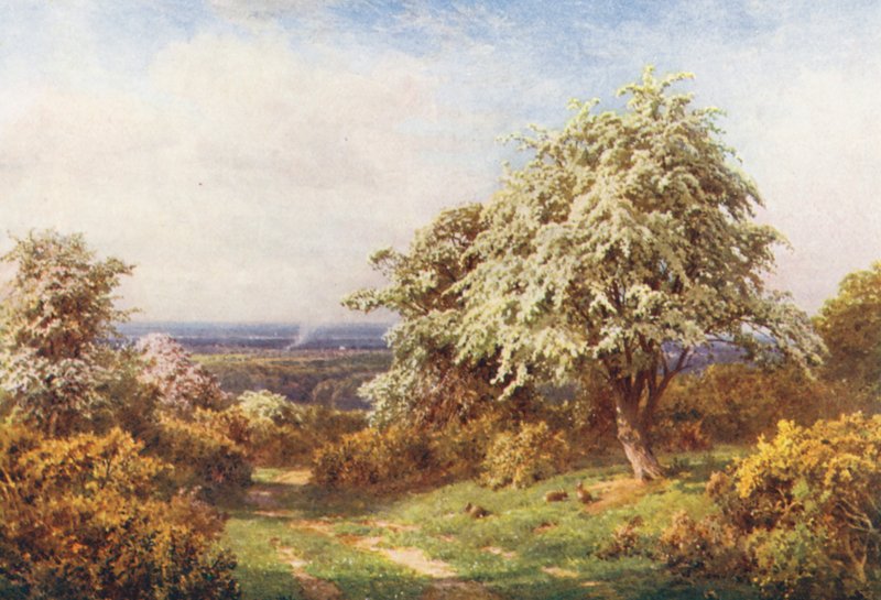 De trots van de lente, Newlands Corner door Harold Sutton Palmer