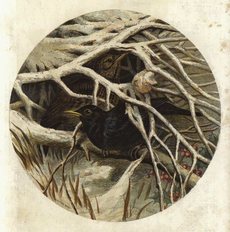 Merel en lijster, in dekking door Harrison William Weir