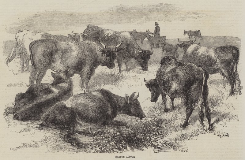 Bretonse koeien door Harrison William Weir