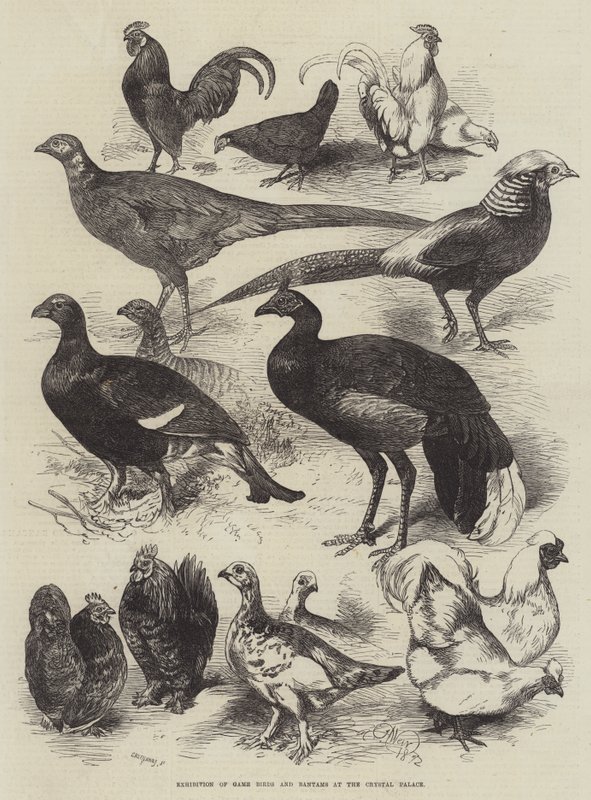 Tentoonstelling van Wildvogels en Bantams in het Crystal Palace door Harrison William Weir