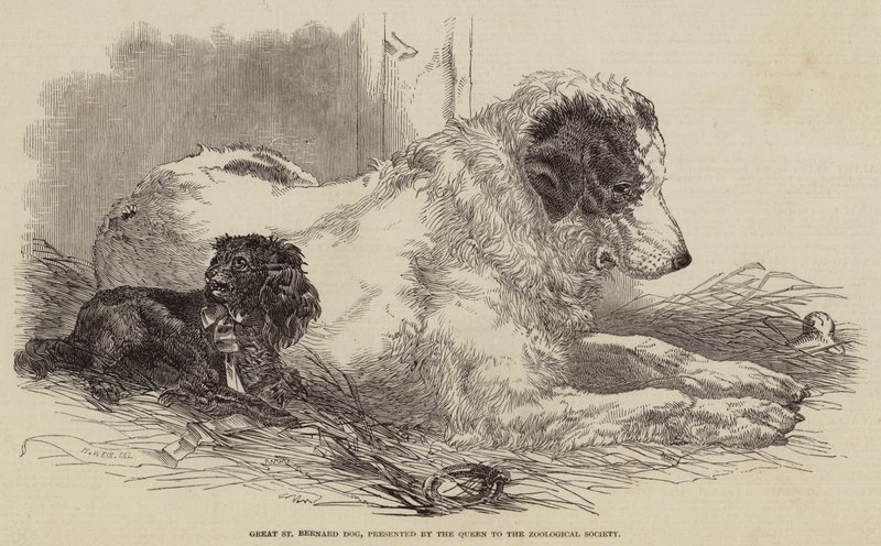 Grote Sint-Bernardshond, Geschonken door de Koningin aan de Zoologische Vereniging door Harrison William Weir