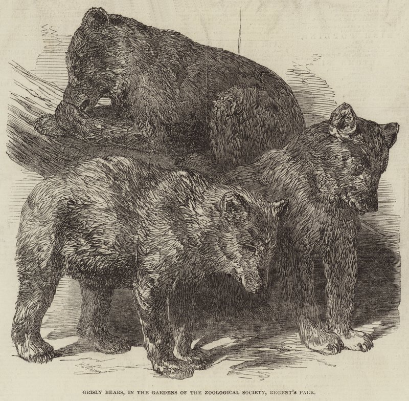 Grizzlyberen, in de tuinen van de Zoological Society, Regent