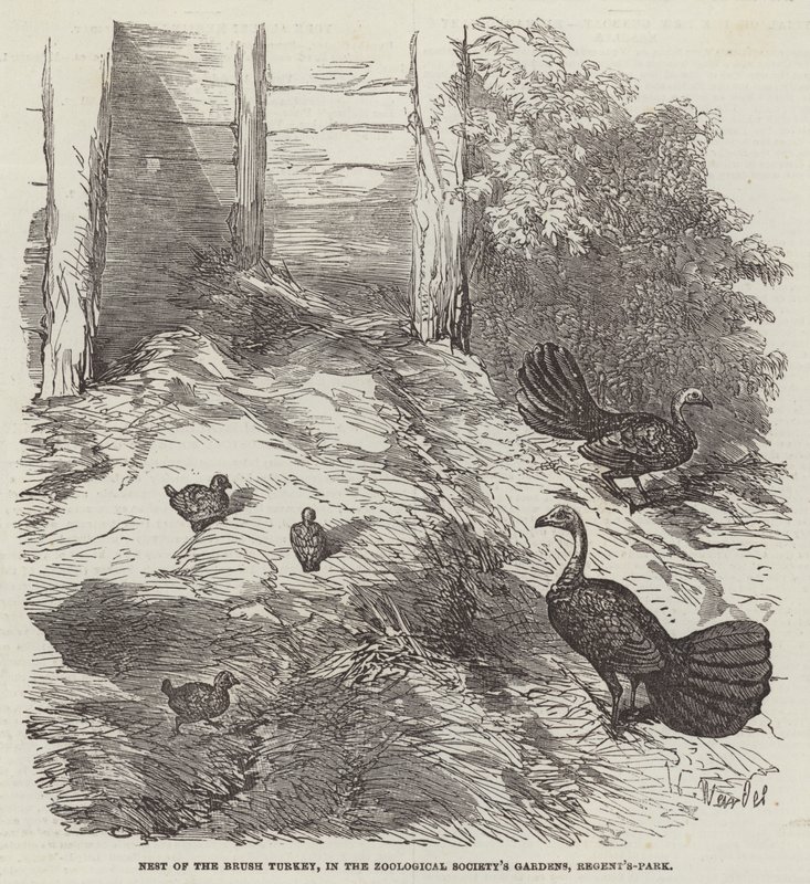 Nest van de Borstelkalkoen, in de tuinen van de Zoological Society, Regent