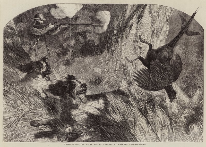 Fazantjacht, rechts en links door Harrison William Weir