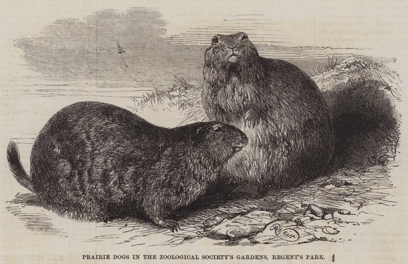 Prairiehonden in de Tuinen van de Zoological Society, Regent