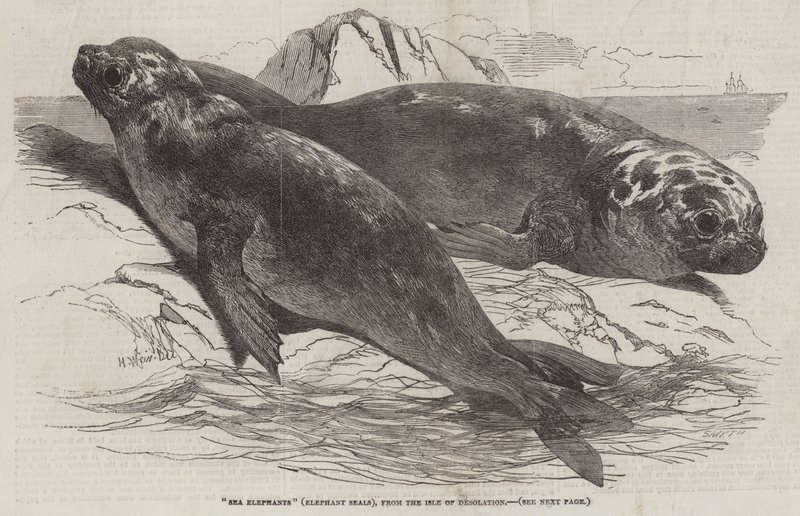 Zeeolifanten (zeehonden), van het eiland Desolation door Harrison William Weir