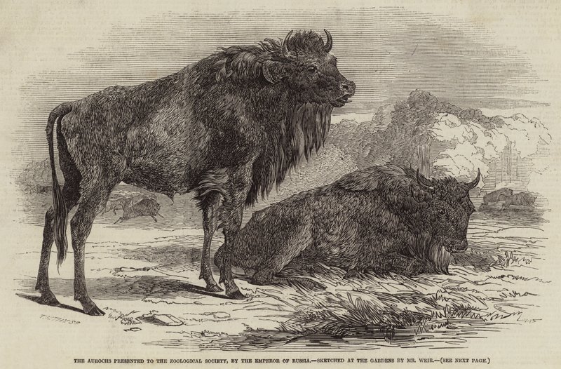 De Wisent Gegeven aan de Dierkundige Vereniging door de Keizer van Rusland door Harrison William Weir