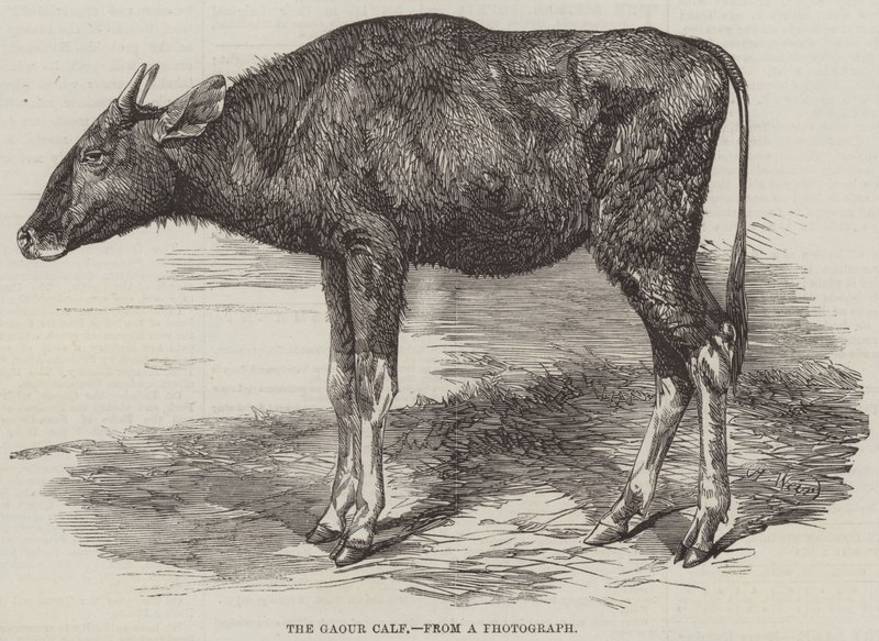 Het Gaour Kalf door Harrison William Weir