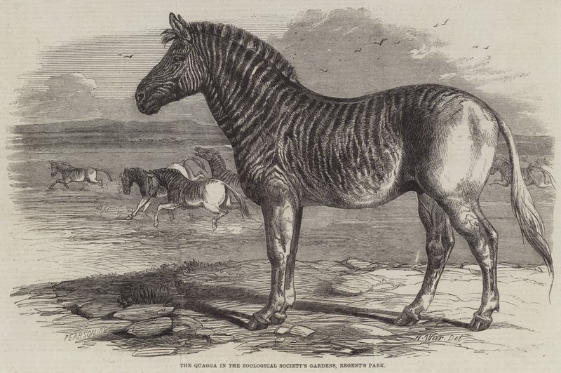 De Quagga in de Tuinen van de Zoological Society, Regent