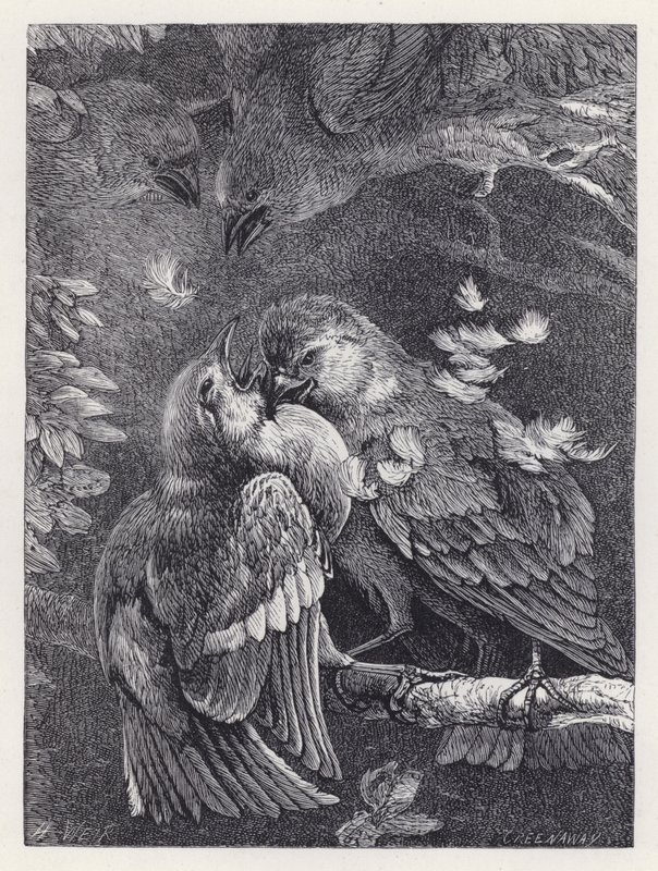 Gevecht tussen een vink en een mus door Harrison William Weir