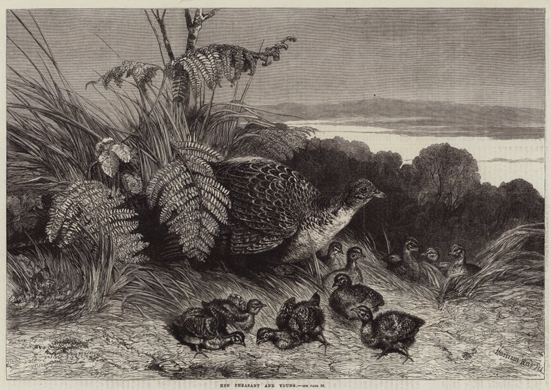 Hen fazant en jongen door Harrison William Weir
