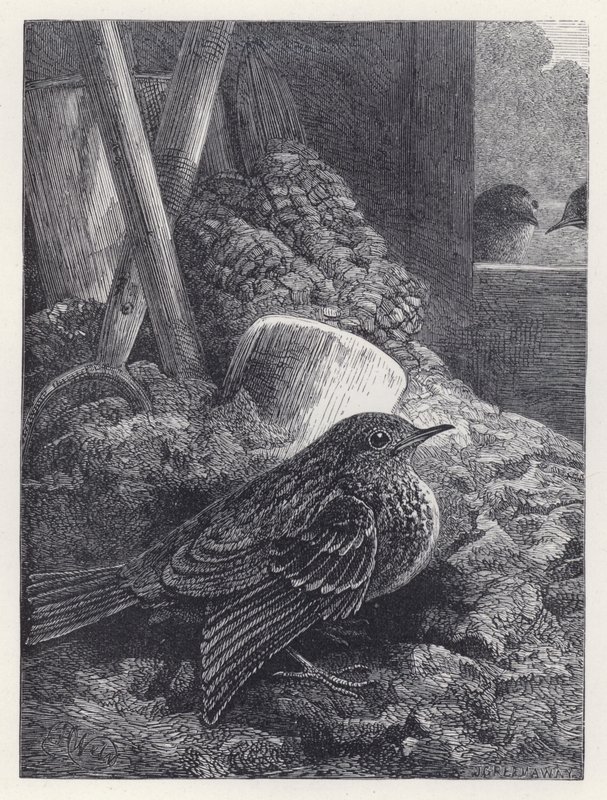 Kleine roodborst veilig gehuisvest (gravure) door Harrison William Weir