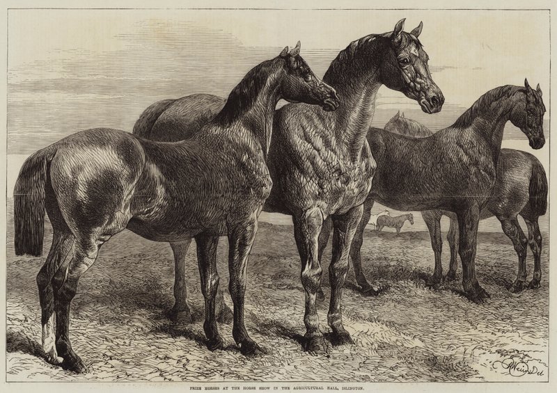 Prijs Paarden op de Paardenshow in de Agricultural Hall, Islington door Harrison William Weir