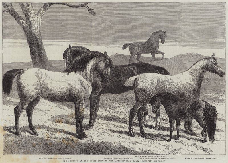 Prijswinnaars op de paardenbeurs in de Agricultural Hall, Islington door Harrison William Weir
