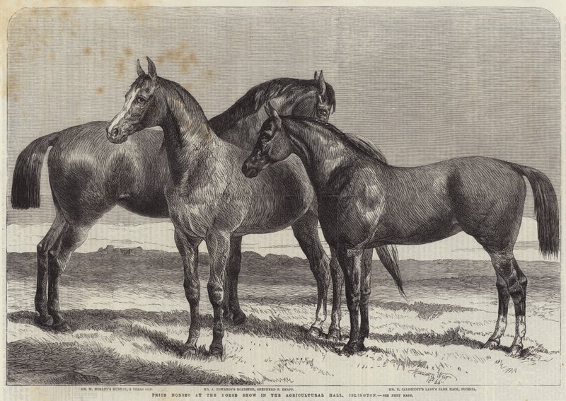 Prijs Paarden op de Paardenshow in de Agricultural Hall, Islington door Harrison William Weir