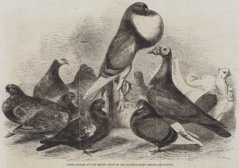 Prijsduiven op de Recente Show van de Halifax Fancy Pigeon Association door Harrison William Weir
