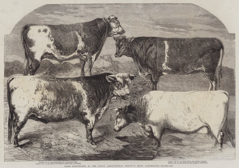 Prijs Shorthorns op de show van de Koninklijke Landbouwmaatschappij, Canterbury door Harrison William Weir