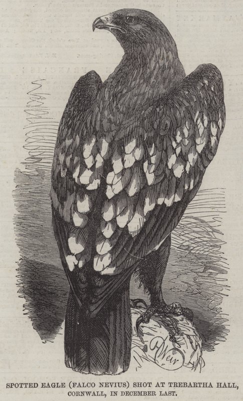 Gevlekte adelaar (Falco Nevius) geschoten bij Trebartha Hall, Cornwall, in december vorig jaar door Harrison William Weir