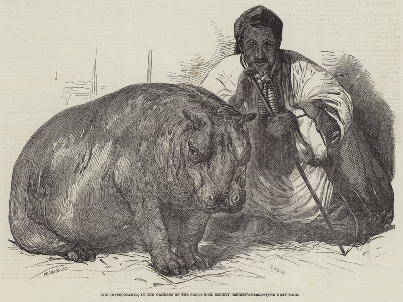 Het nijlpaard, in de tuinen van de Zoological Society, Regent