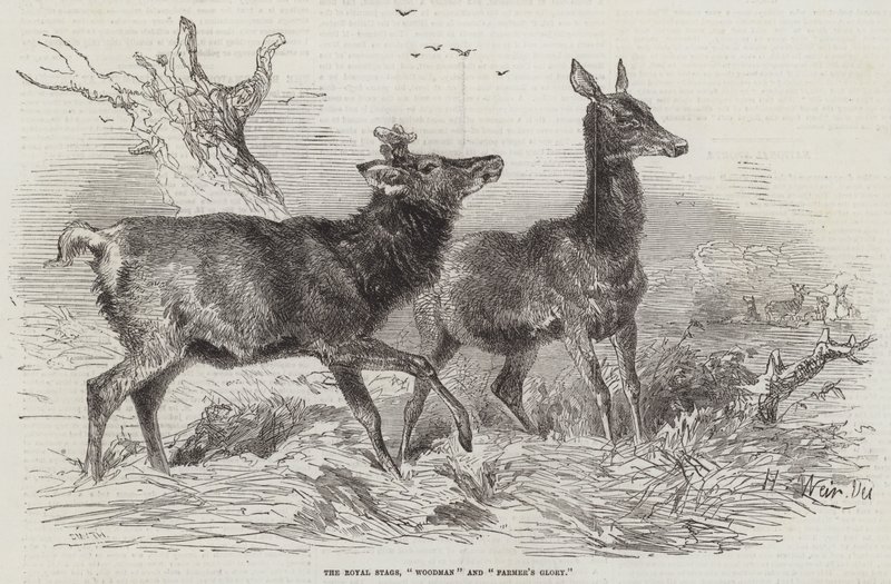 De Koninklijke Herten, Boswachter en Boerenroem door Harrison William Weir