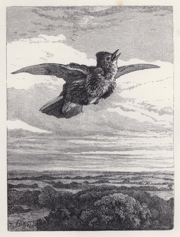 Het lied van de veldleeuwerik door Harrison William Weir
