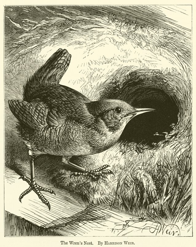 Het Wrens Nest door Harrison William Weir