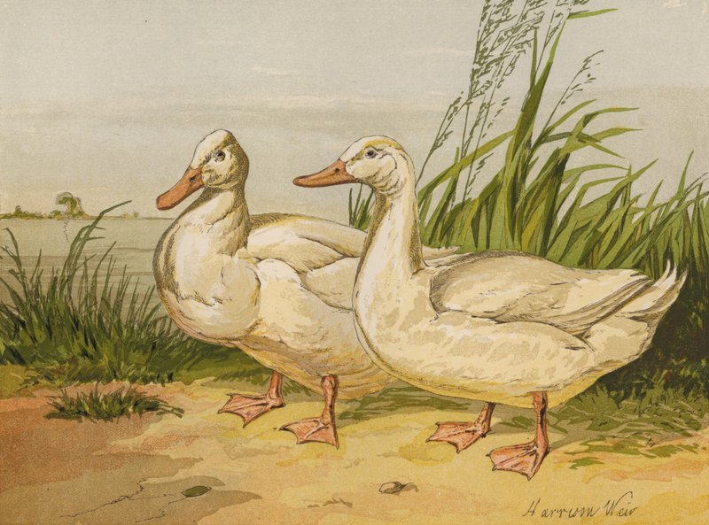 Witte Aylesbury-eenden door Harrison William Weir