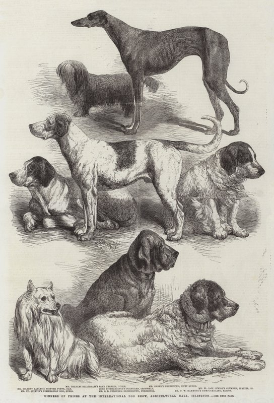 Prijswinnaars op de internationale hondenshow, Agricultural Hall, Islington door Harrison William Weir