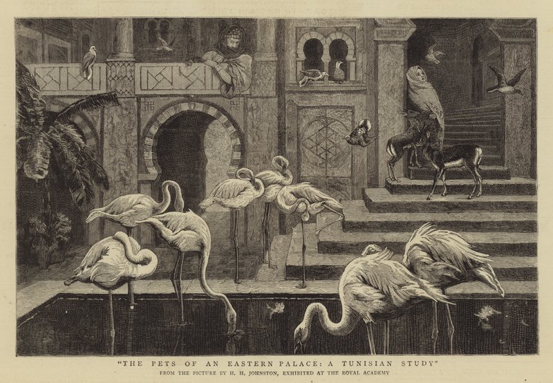 De Huisdieren van een Oosters Paleis, een Tunesische Studie door Harry Hamilton Johnston