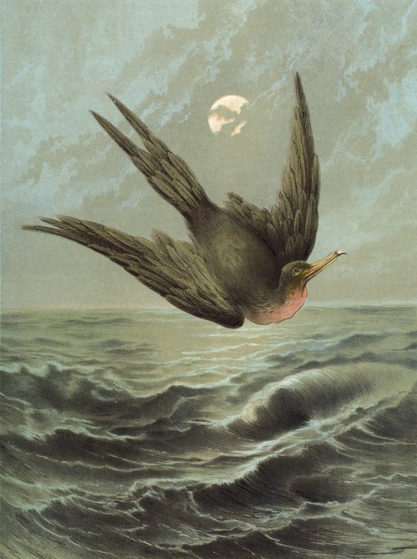 Fregatvogel door Hector Giacomelli