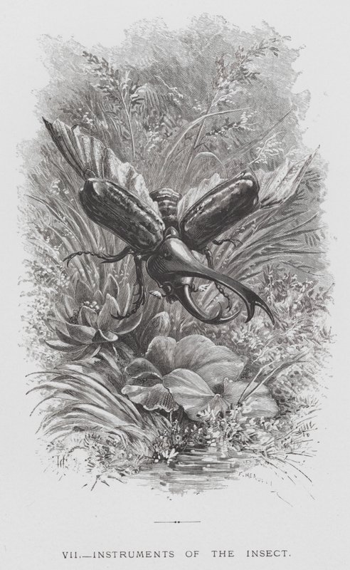 Het insect: Instrumenten van het insect door Hector Giacomelli