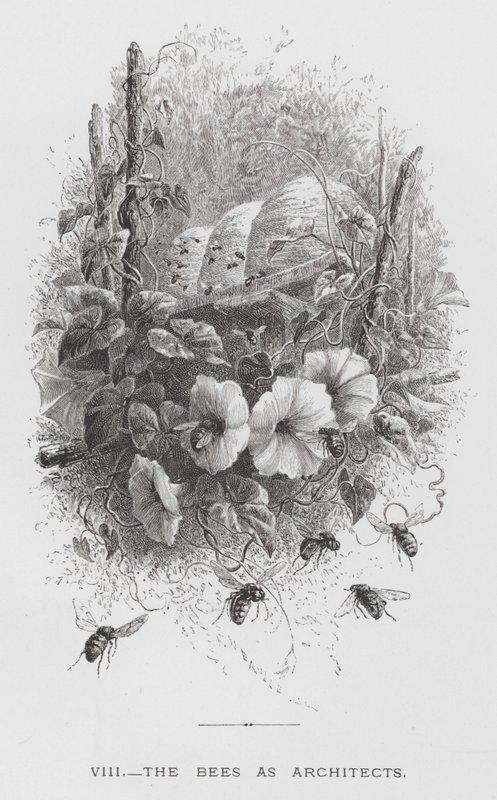 Het Insect: De Bijen als Architecten door Hector Giacomelli