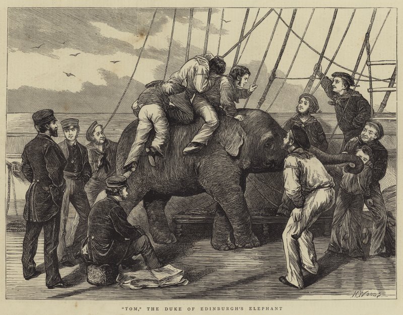 Tom, de Olifant van de Hertog van Edinburgh door Henry Woods