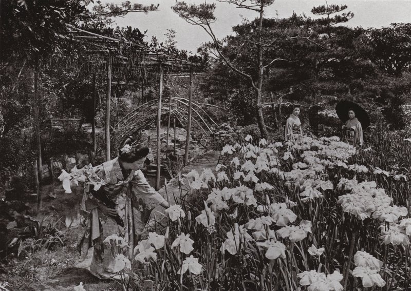 Bij de Iris Tuin bij Hori-kiri door Herbert Ponting
