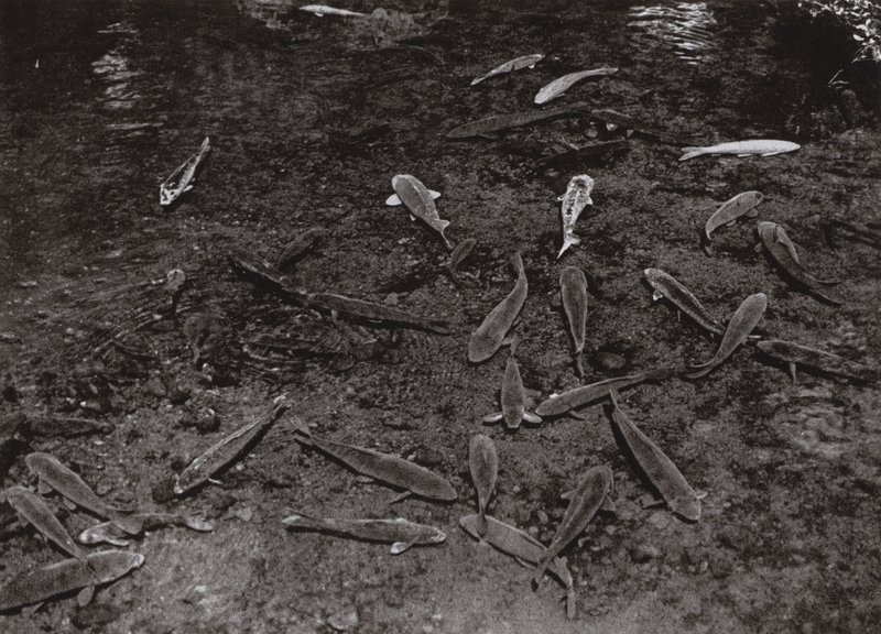 Karper in het meer bij Kumamoto (zwart-wit foto) door Herbert Ponting