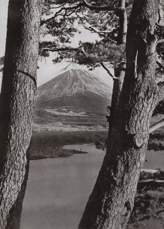 Fuji en de pijnbomen (zwart-wit foto) door Herbert Ponting