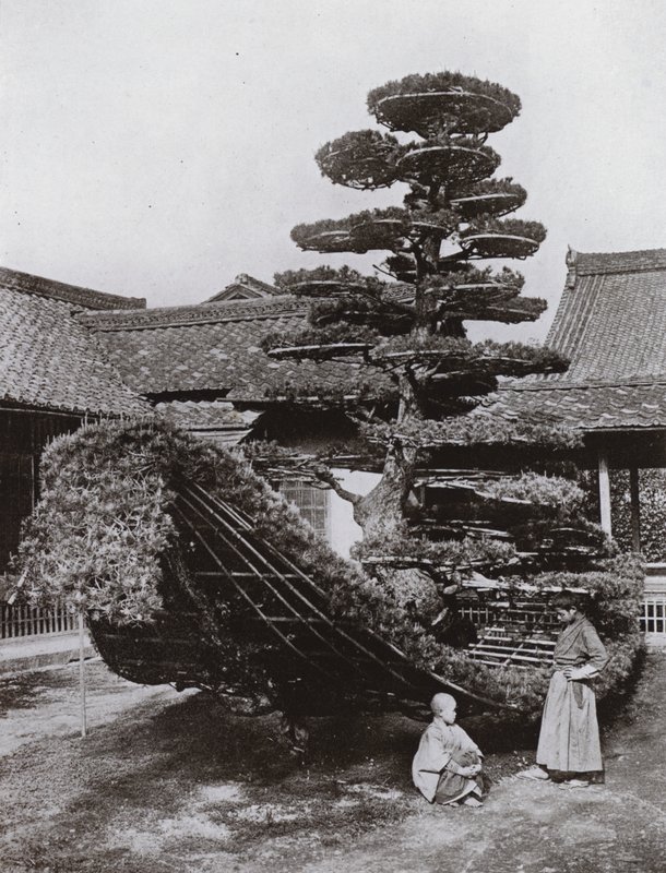 De dennenboomjunk bij Kinkakuji door Herbert Ponting
