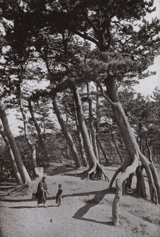 De dennen van Shizu-ura (zw/w foto) door Herbert Ponting